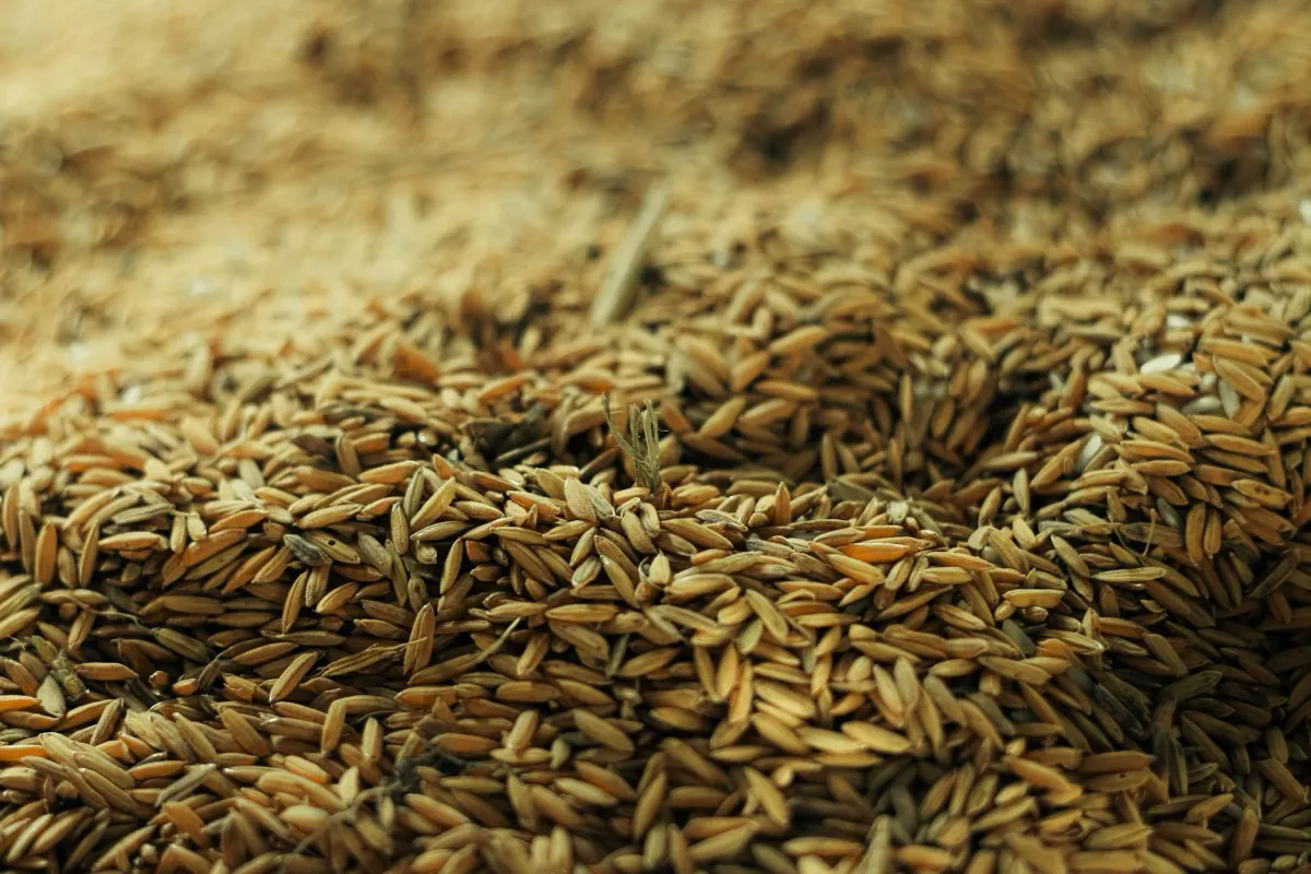 Close-up of grain and agricultural seeds prepared for bulk container loading